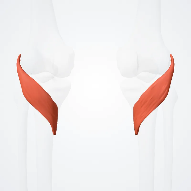 Musculus popliteus (Popliteus muscle) hervorgehoben in einem 3D-Modell des menschlichen Körpers