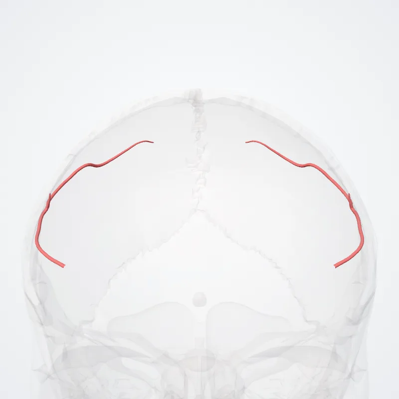 Ramus arteriosus postcentralis (Postcentral arterial branch) hervorgehoben in einem 3D-Modell des menschlichen Körpers