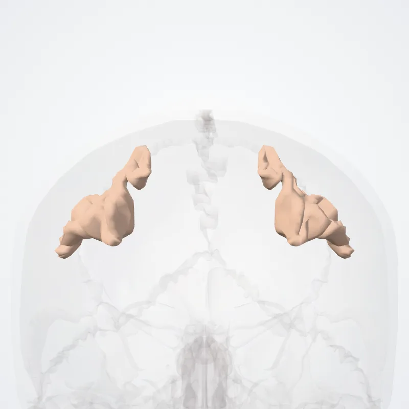 Sulcus postcentralis (Postcentral sulcus) hervorgehoben in einem 3D-Modell des menschlichen Körpers