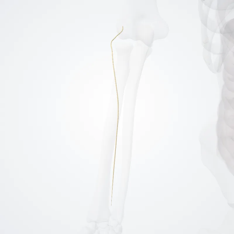 Nervus cutaneus posterior antebrachii (Posterior antebrachial cutaneous nerve) hervorgehoben in einem 3D-Modell des menschlichen Körpers