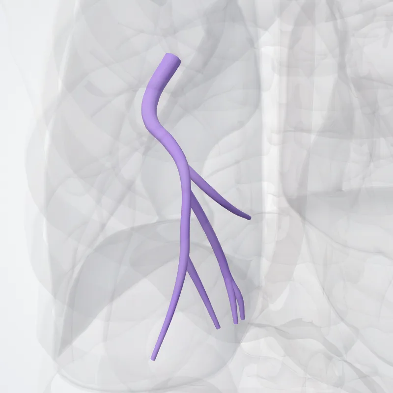 Posterior basal segmental artery of left lung (Arteria segmentalis basalis posterior pulmonis sinistri) highlighted in a 3D model of the human body