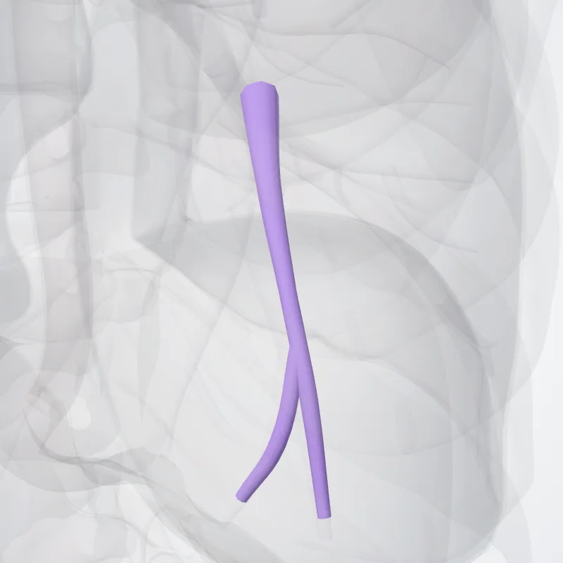 Posterior basal segmental artery of right lung (Arteria segmentalis basalis posterior pulmonis dextri) highlighted in a 3D model of the human body