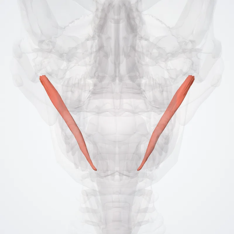 Venter posterior musculi digastrici (Posterior belly of digastric muscle) hervorgehoben in einem 3D-Modell des menschlichen Körpers