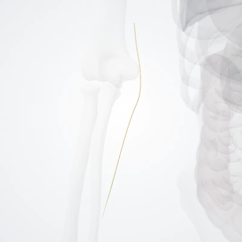 Posterior branch of medial antebrachial cutaneous nerve (Ramus posterior nervi cutanei medialis antebrachii) highlighted in a 3D model of the human body