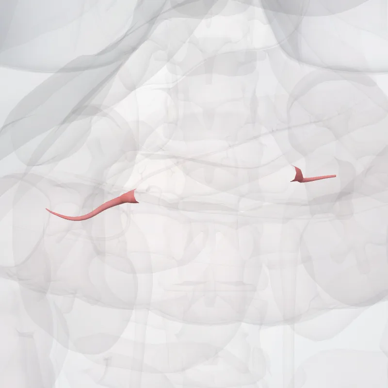 Ramus posterior arteriae renalis (Posterior branch of renal artery) hervorgehoben in einem 3D-Modell des menschlichen Körpers