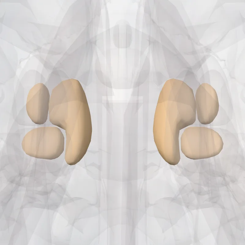 Cellulae posteriores ossis ethmoidei (Posterior cells of ethmoid bone) hervorgehoben in einem 3D-Modell des menschlichen Körpers