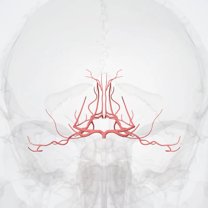 Posterior cerebral artery (Arteria cerebri posterior) highlighted in a 3D model of the human body