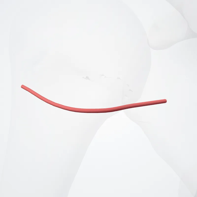 Arteria circumflexa posterior humeri (Posterior circumflex humeral artery) hervorgehoben in einem 3D-Modell des menschlichen Körpers