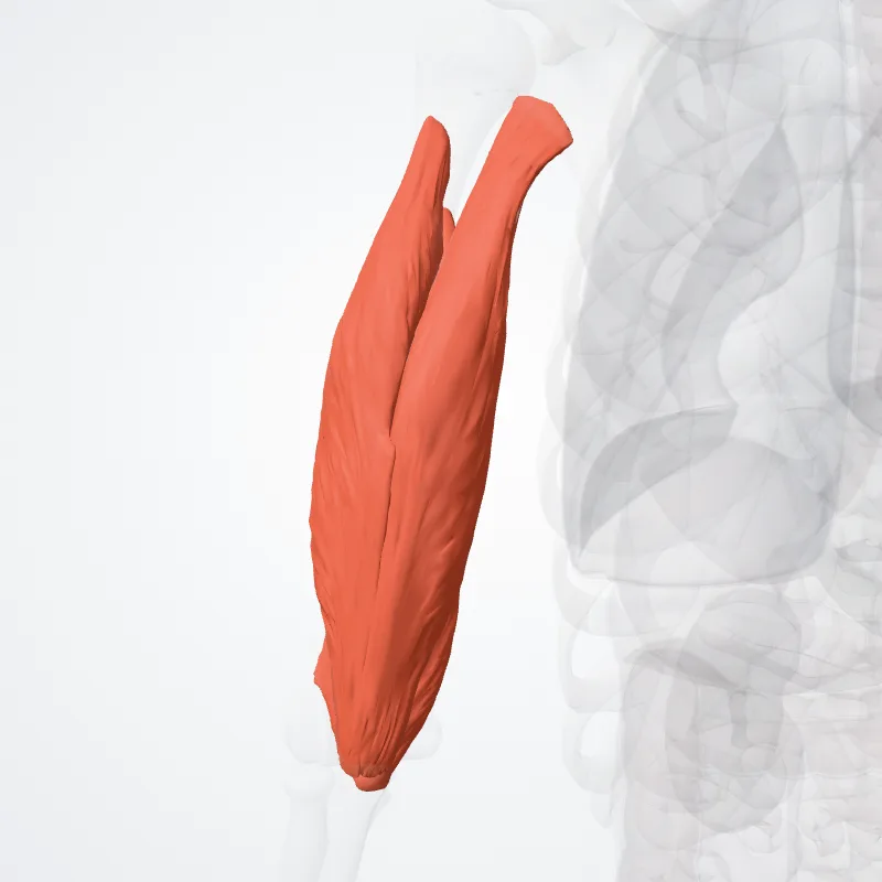 Posterior compartment of arm (Compartimentum posterius brachii) highlighted in a 3D model of the human body