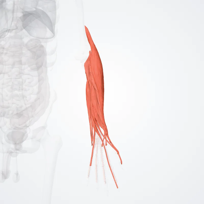 Posterior compartment of forearm (Compartimentum posterius antebrachii) highlighted in a 3D model of the human body