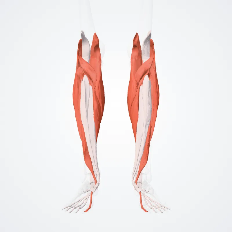 Posterior compartment of leg (Compartimentum posterius cruris) highlighted in a 3D model of the human body