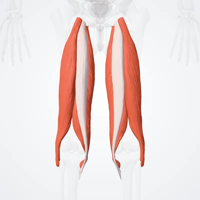 Compartimentum posterius femoris (Posterior compartment of thigh) hervorgehoben in einem 3D-Modell des menschlichen Körpers