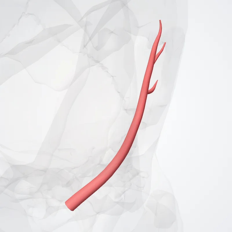 Arteria temporalis profunda posterior (Posterior deep temporal artery) hervorgehoben in einem 3D-Modell des menschlichen Körpers