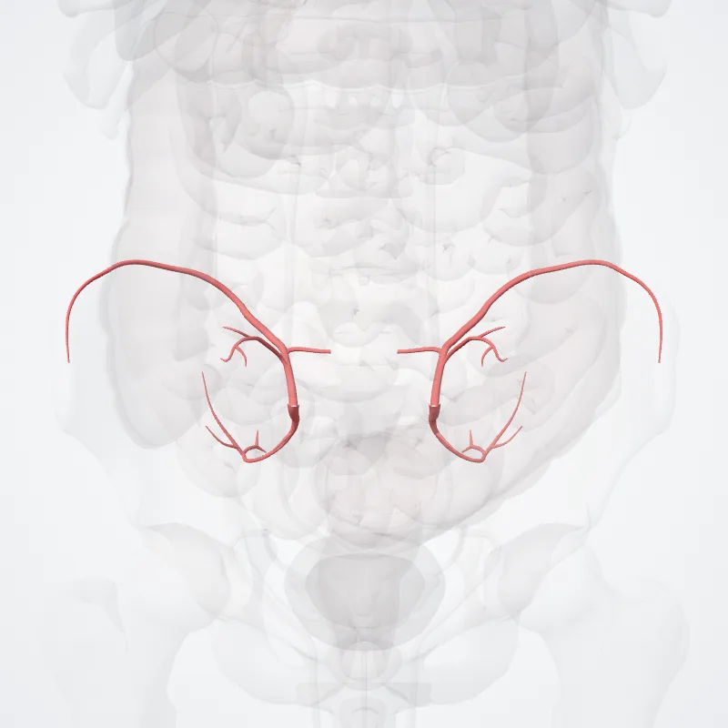 Divisio posterior arteriae iliacae internaecus (Posterior division of internal iliac artery) hervorgehoben in einem 3D-Modell des menschlichen Körpers