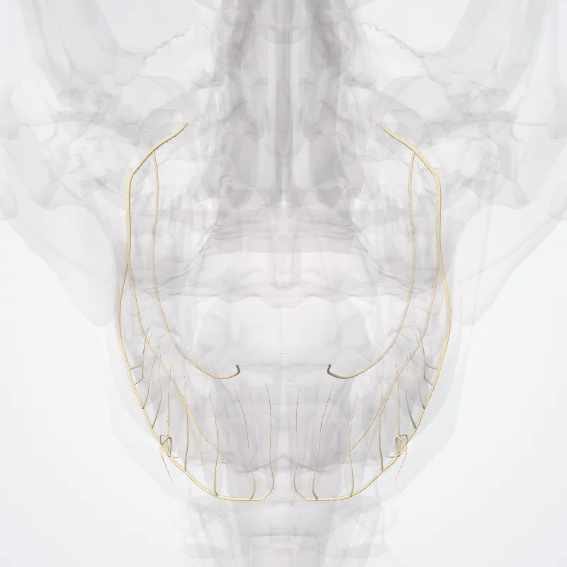 Divisio posterior nervi mandibularis (Posterior division of mandibular nerve) hervorgehoben in einem 3D-Modell des menschlichen Körpers