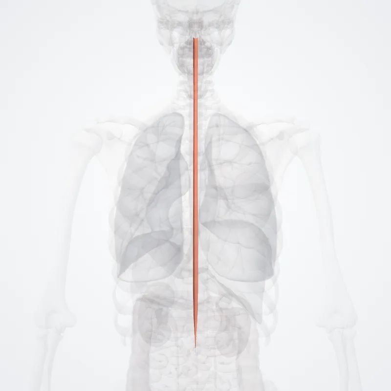 Posterior fasciculus proprius (Fasciculus proprius posterior) highlighted in a 3D model of the human body