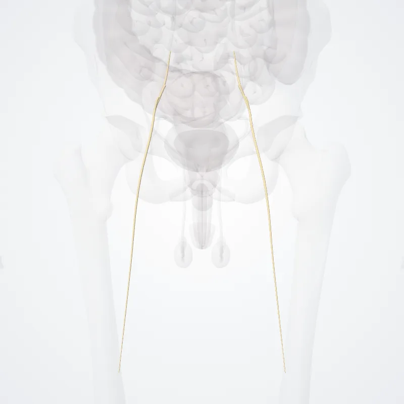 Posterior femoral cutaneous nerve (Nervus cutaneus posterior femoris) highlighted in a 3D model of the human body