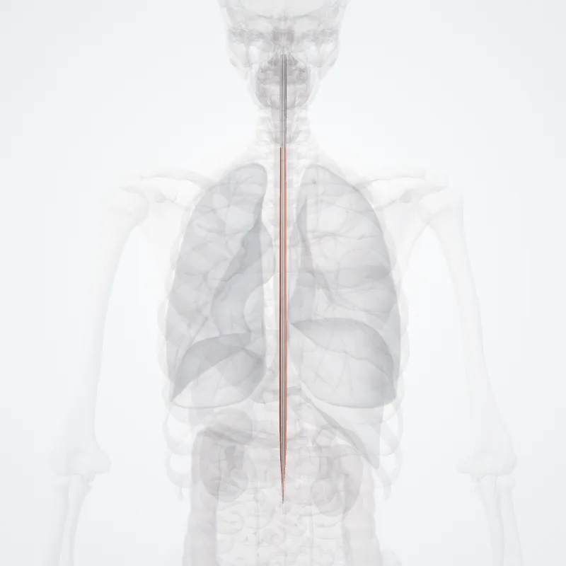 Funiculus posterior (Posterior funiculus) hervorgehoben in einem 3D-Modell des menschlichen Körpers