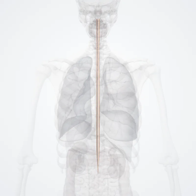 Cornu posterius medullae spinalis (Posterior horn of spinal cord) hervorgehoben in einem 3D-Modell des menschlichen Körpers