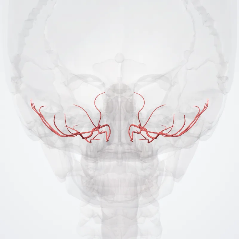 Arteria cerebelli inferior posterior (Posterior inferior cerebellar artery) hervorgehoben in einem 3D-Modell des menschlichen Körpers