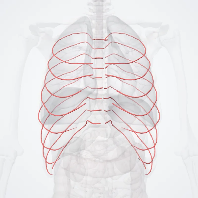 Arteriae intercostales posteriores (Posterior intercostal arteries) hervorgehoben in einem 3D-Modell des menschlichen Körpers
