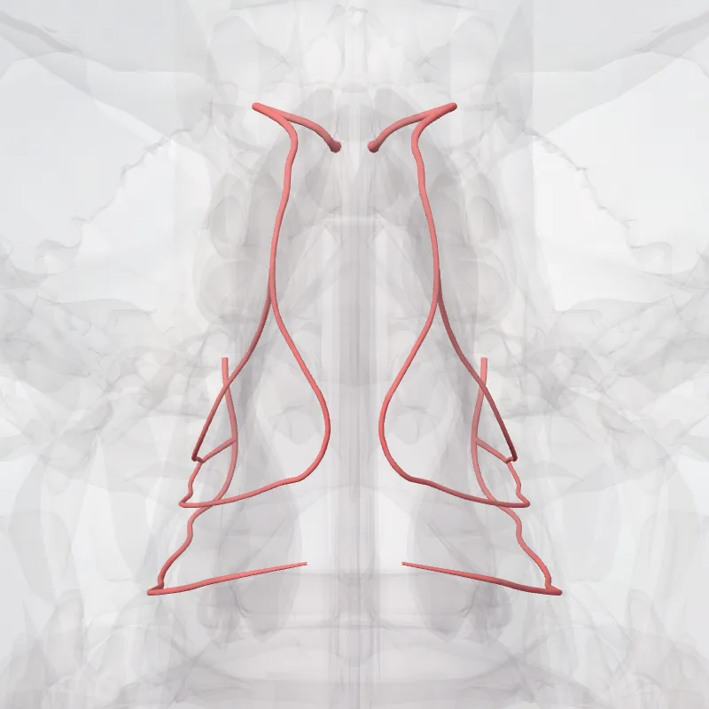 Posterior lateral nasal branches of sphenopalatine artery. hervorgehoben in einem 3D-Modell des menschlichen Körpers