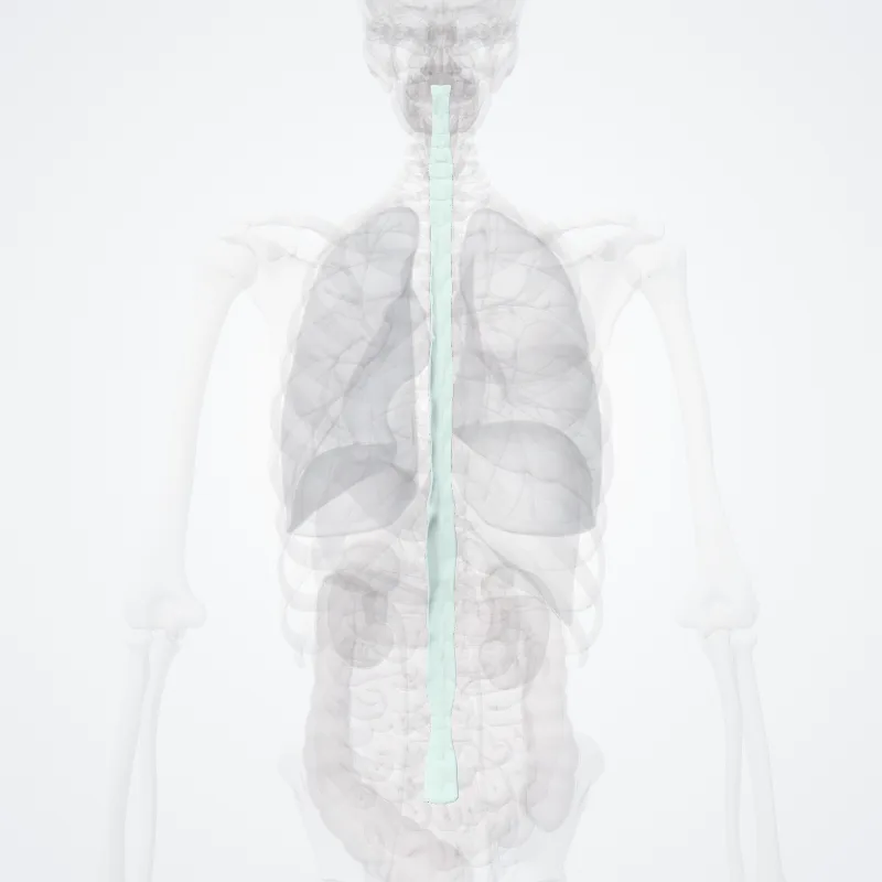 Posterior longitudinal ligament (Ligamentum longitudinale posterius) highlighted in a 3D model of the human body
