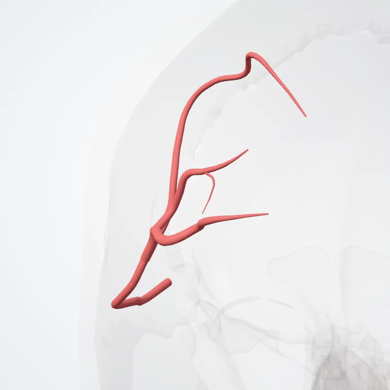 Posterior parietal artery highlighted in a 3D model of the human body