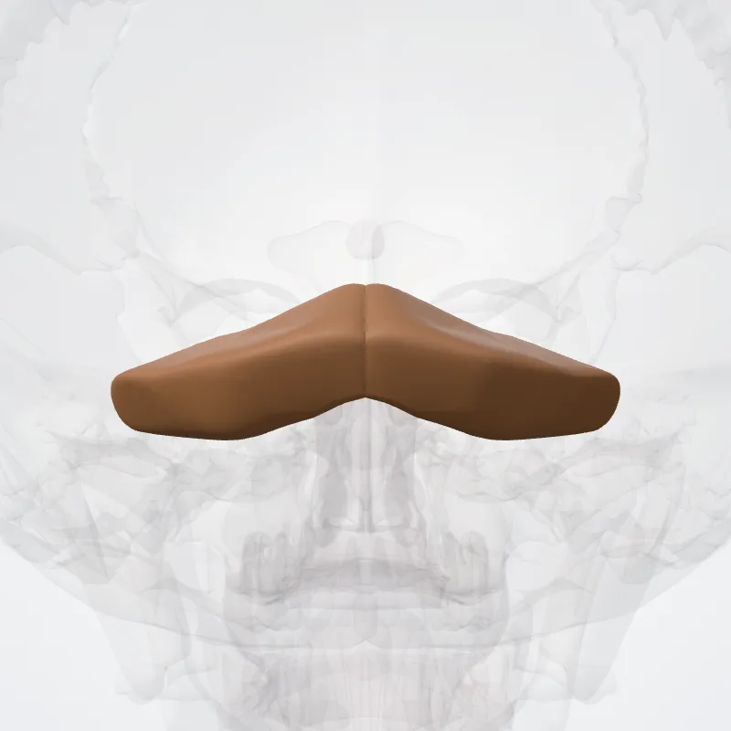 Lobulus quadrangularis posterior (Posterior quadrangular lobule) hervorgehoben in einem 3D-Modell des menschlichen Körpers