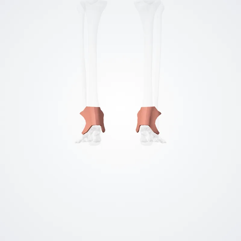 Regio posterior tali (Posterior region of ankle) hervorgehoben in einem 3D-Modell des menschlichen Körpers