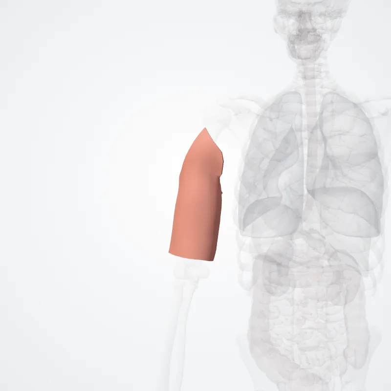 Regio posterior brachii (Posterior region of arm) hervorgehoben in einem 3D-Modell des menschlichen Körpers