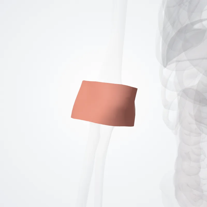 Posterior region of elbow (Regio posterior cubiti) highlighted in a 3D model of the human body