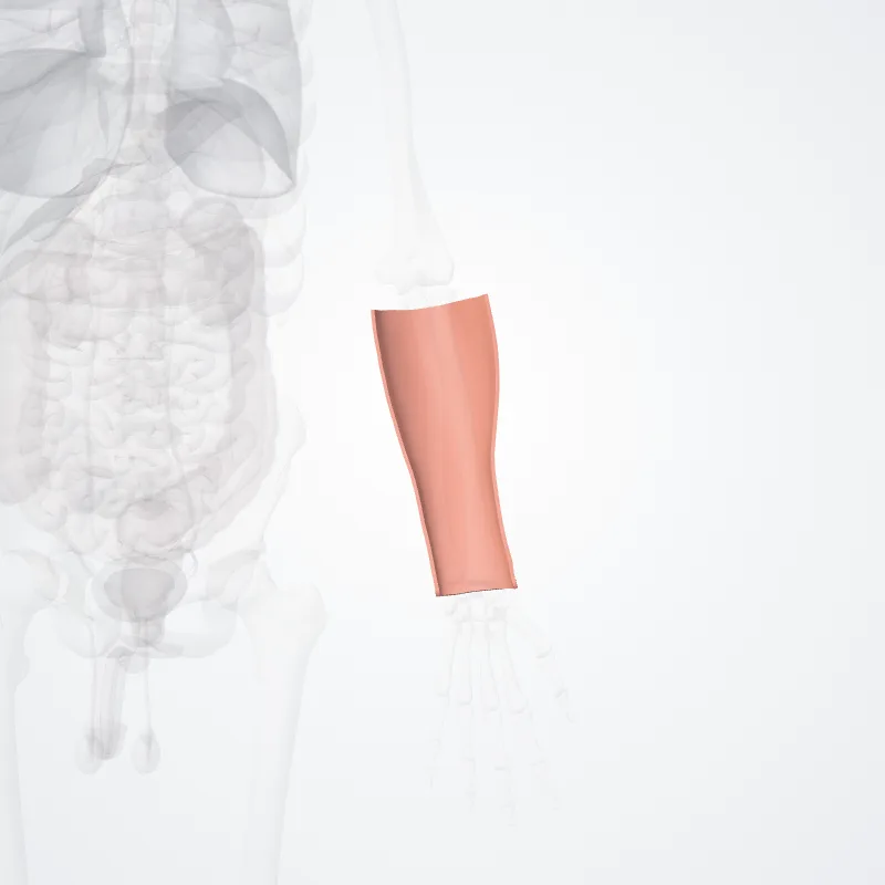 Posterior region of forearm (Regio posterior antebrachii) highlighted in a 3D model of the human body