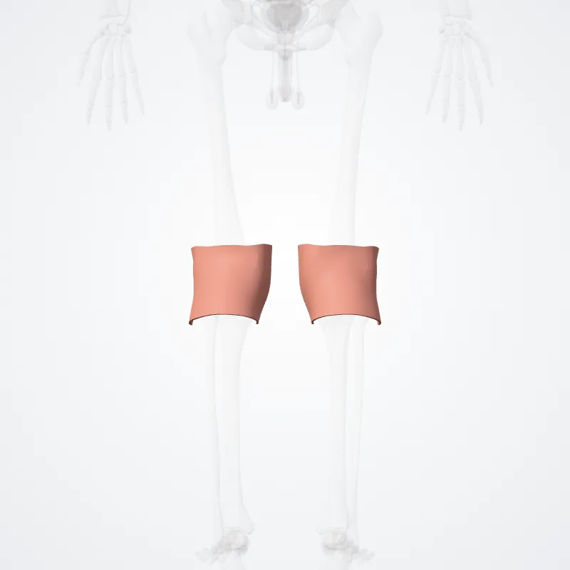 Regio posterior genus (Posterior region of knee) hervorgehoben in einem 3D-Modell des menschlichen Körpers