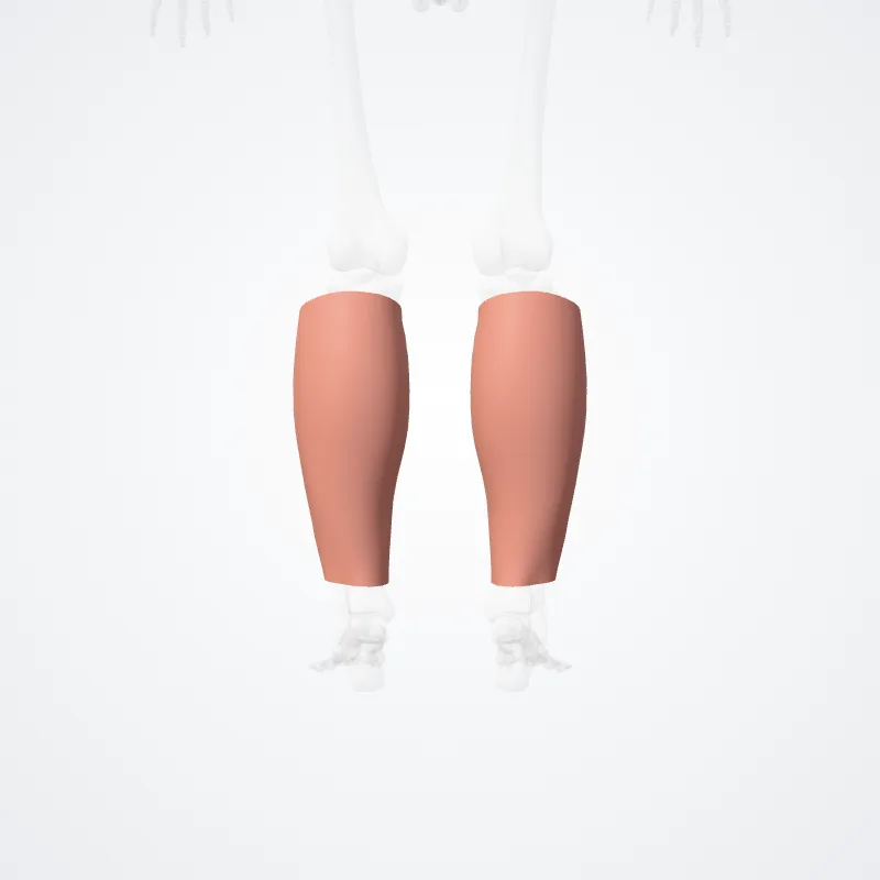 Regio posterior cruris (Posterior region of leg) hervorgehoben in einem 3D-Modell des menschlichen Körpers