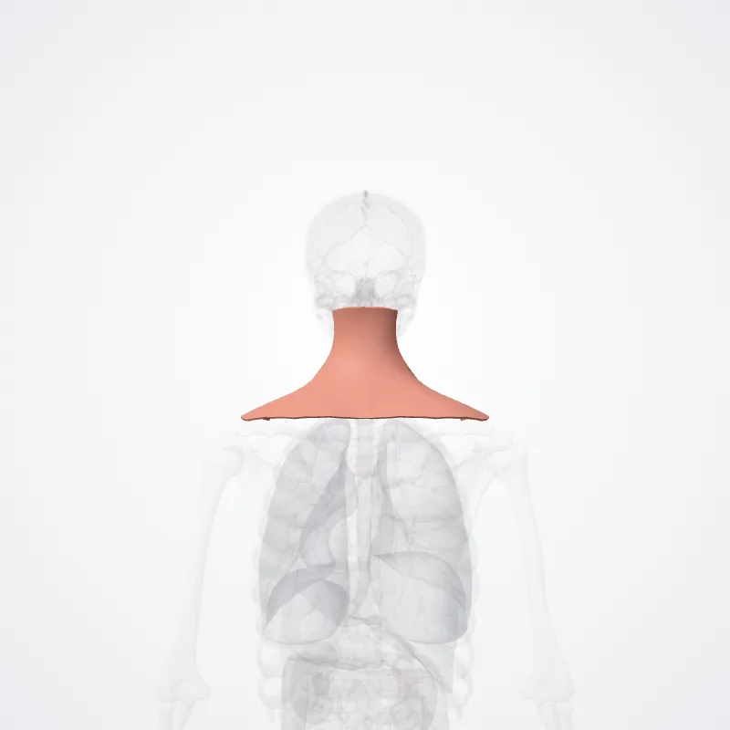 Posterior region of neck (Regio posterior colli) highlighted in a 3D model of the human body