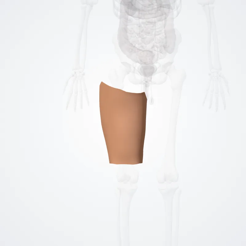 Posterior region of thigh (Regio posterior femoris) highlighted in a 3D model of the human body