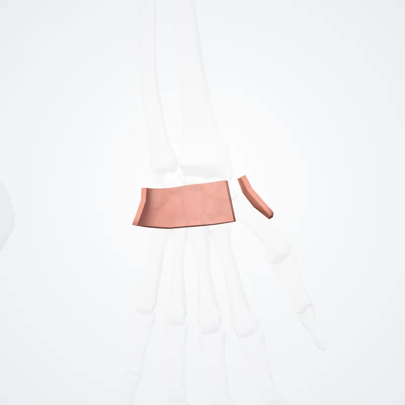 Posterior region of wrist (Regio posterior carpi) highlighted in a 3D model of the human body