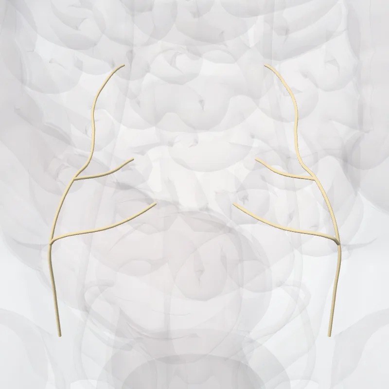 Posterior root of posterior femoral cutaneous nerve (Radix posterior nervi cutanei posterioris femoris) highlighted in a 3D model of the human body