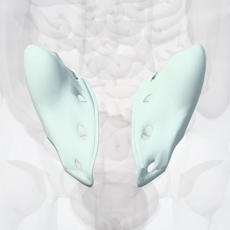 Posterior sacro-iliac ligament (Ligamentum sacroiliacum posterius) highlighted in a 3D model of the human body