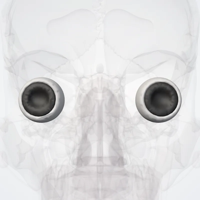 Posterior segment of eyeball (Segmentum posterius bulbi oculi) highlighted in a 3D model of the human body