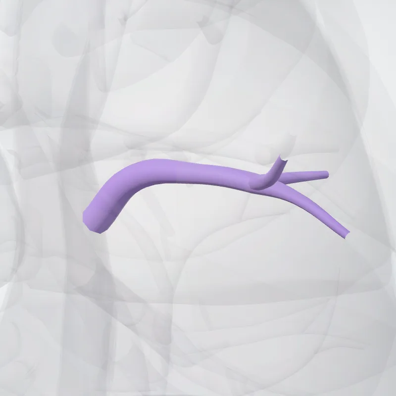 Arteria segmentalis posterior pulmonis dextri (Posterior segmental artery of right lung) hervorgehoben in einem 3D-Modell des menschlichen Körpers
