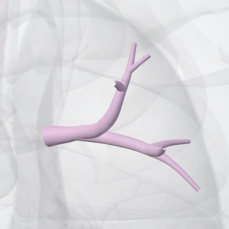 Bronchus segmentalis posterior pulmonis dextri (BII) (Posterior segmental bronchus of right lung (BII)) hervorgehoben in einem 3D-Modell des menschlichen Körpers