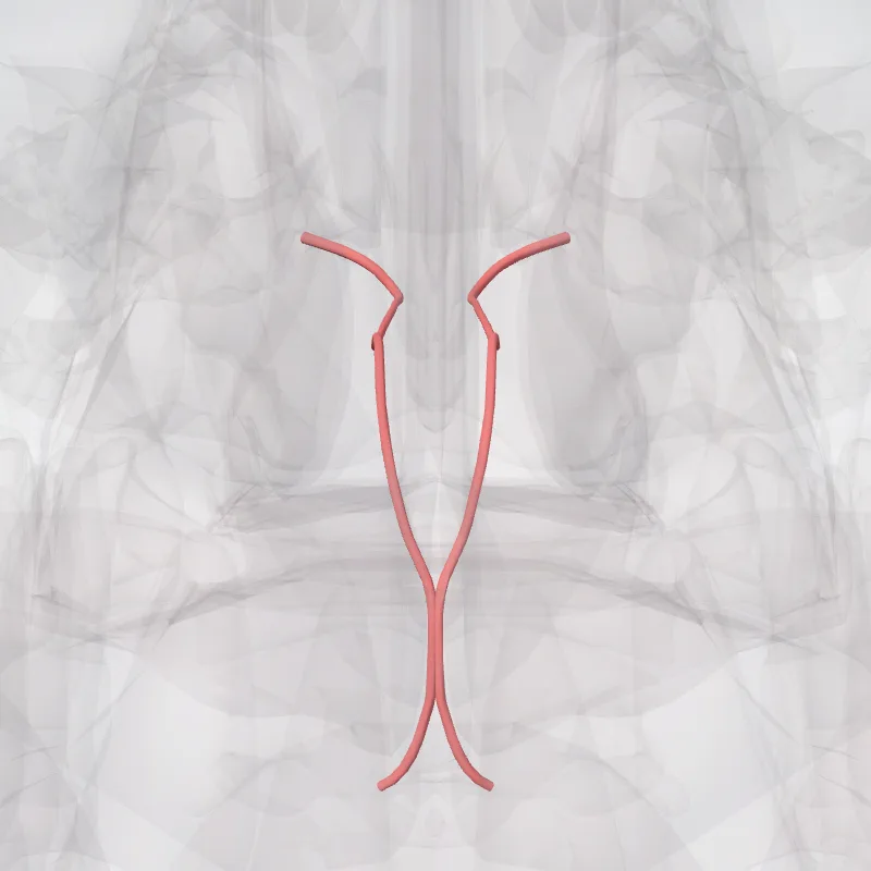 Rami septales posteriores arteriae sphenopalatinae (Posterior septal branches of sphenopalatine artery) hervorgehoben in einem 3D-Modell des menschlichen Körpers