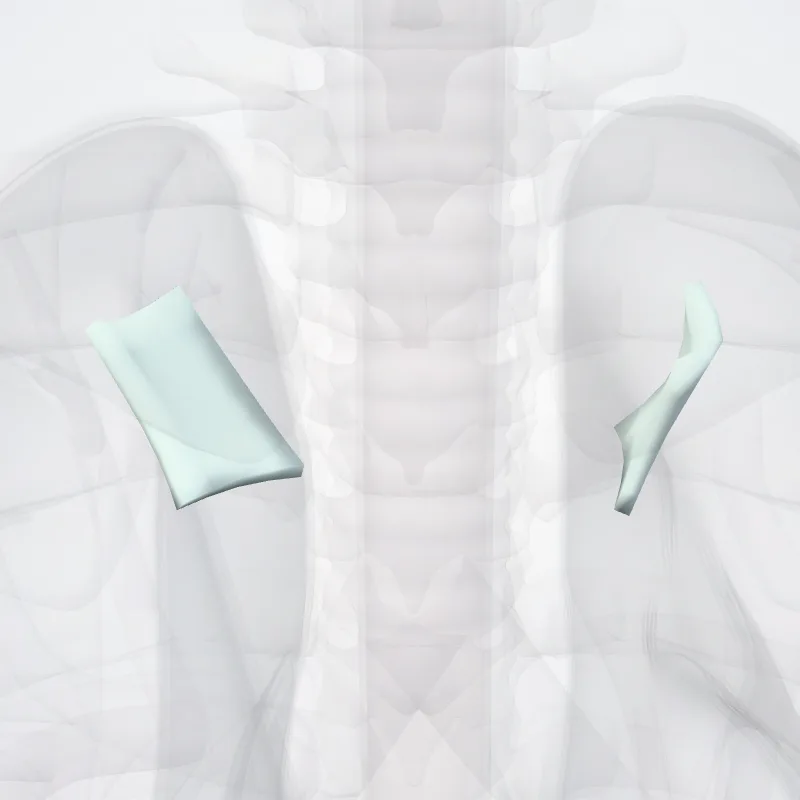 Ligamentum sternoclaviculare posterius (Posterior sternoclavicular ligament) hervorgehoben in einem 3D-Modell des menschlichen Körpers