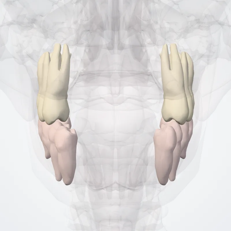 Dentes posteriores (Posterior teeth) hervorgehoben in einem 3D-Modell des menschlichen Körpers