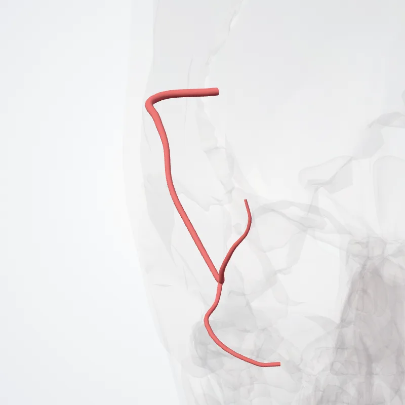 Posterior temporal branch hervorgehoben in einem 3D-Modell des menschlichen Körpers
