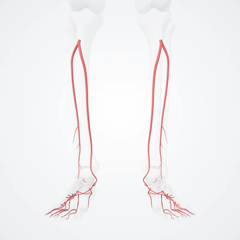 Arteria tibialis posterior (Posterior tibial artery) hervorgehoben in einem 3D-Modell des menschlichen Körpers
