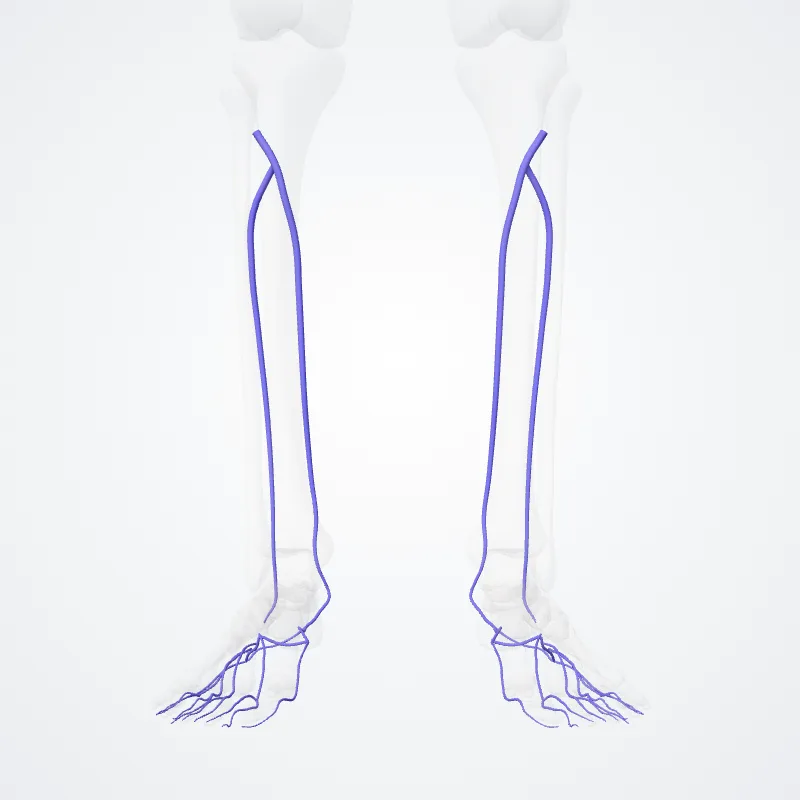 Posterior tibial veins (Venae tibiales posteriores) highlighted in a 3D model of the human body