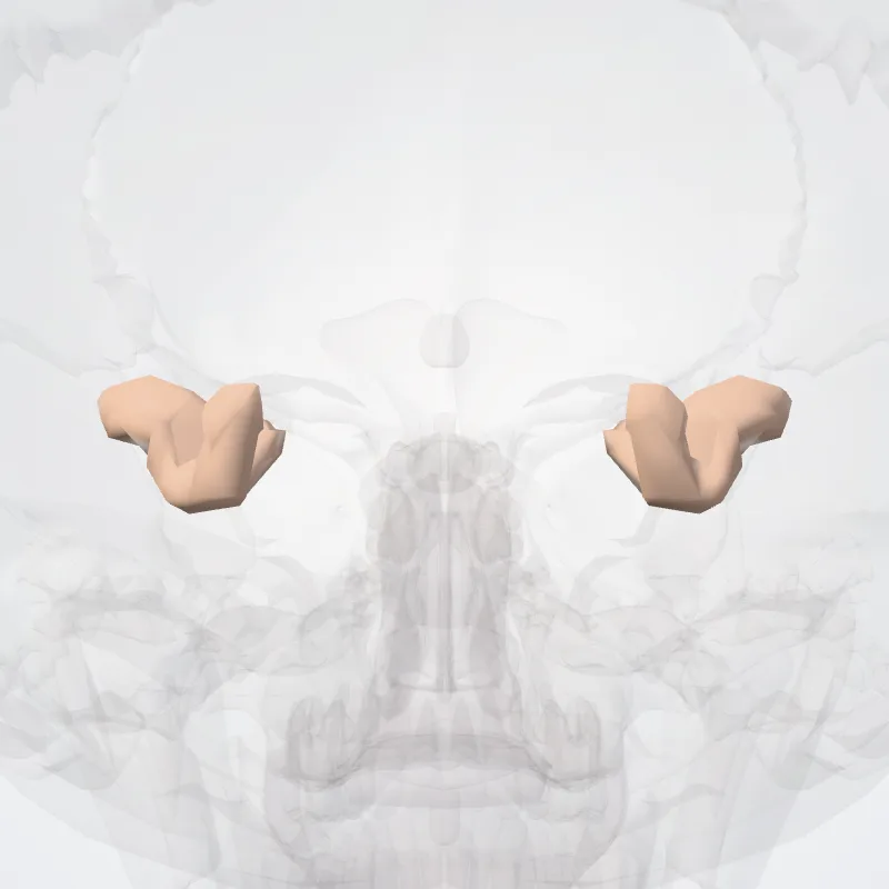 Posterior transverse collateral sulcus hervorgehoben in einem 3D-Modell des menschlichen Körpers
